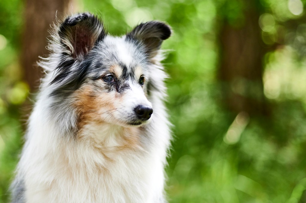 Schärfe oder Unschärfe – das ist hier die&nbsp;Frage