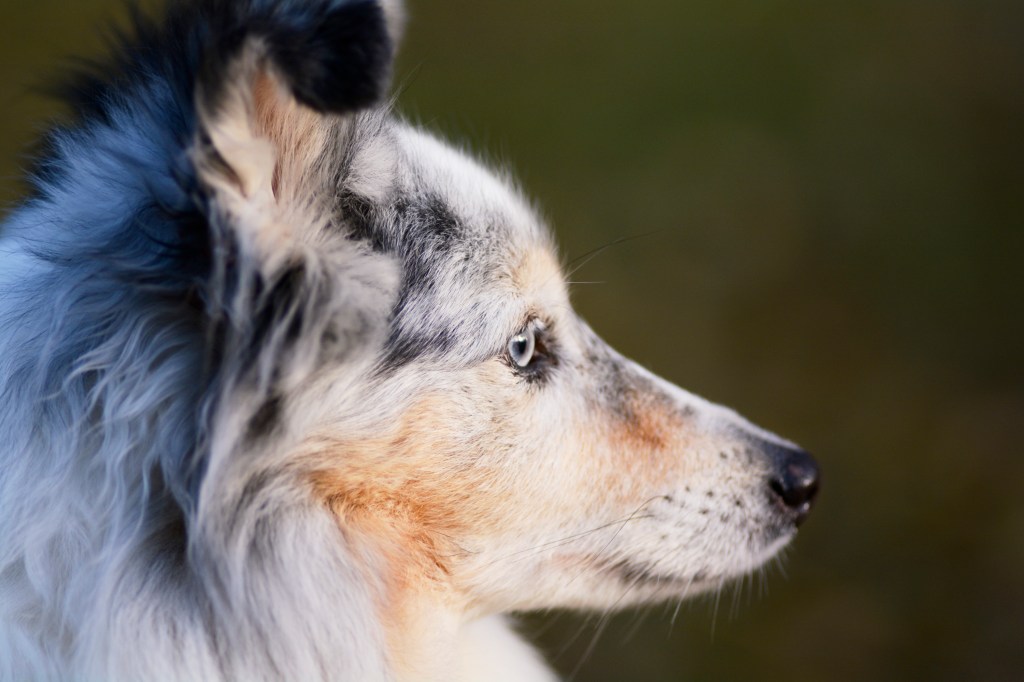 Haustiere fotografieren